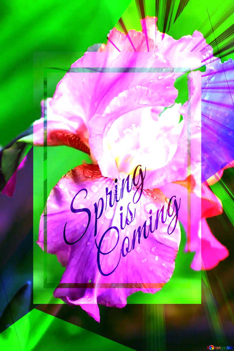 Iris flower with drops template card frame with inscription Spring is Coming №34769
