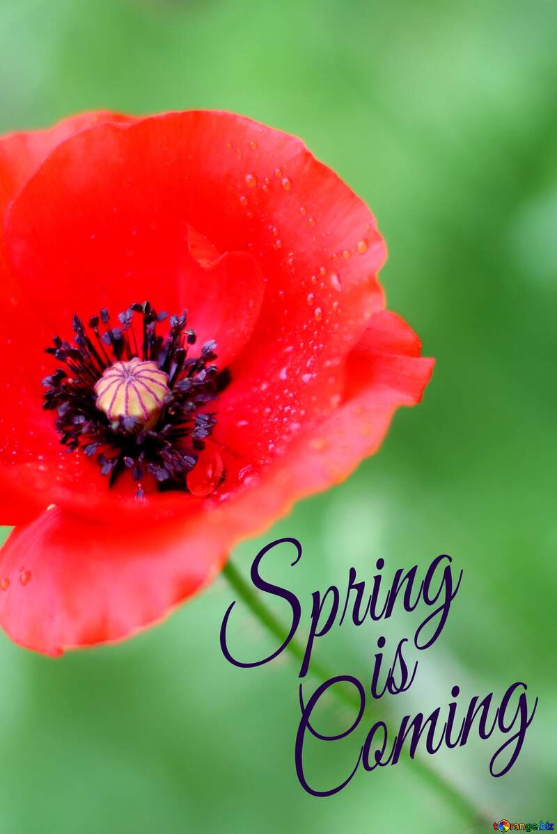 Poppy card Spring is coming №34258