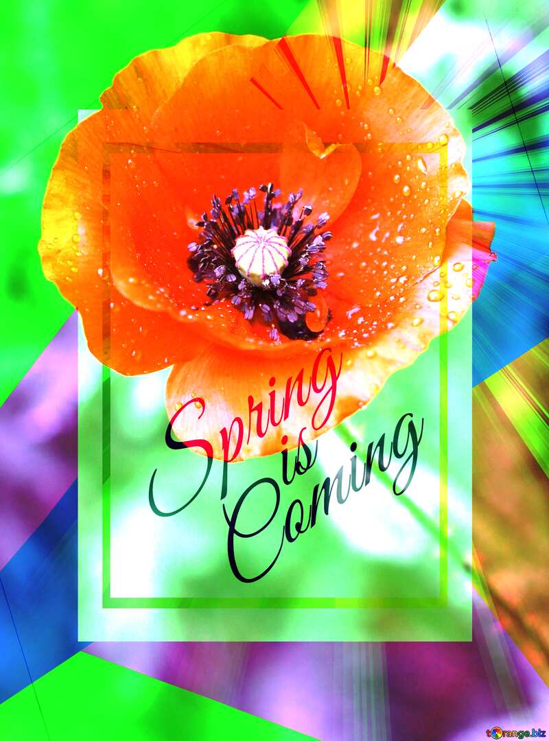 Poppy flower template card frame with inscription Spring is Coming №34264