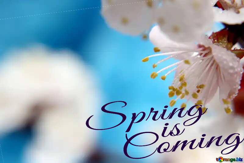 Spring joy Spring is coming №29883