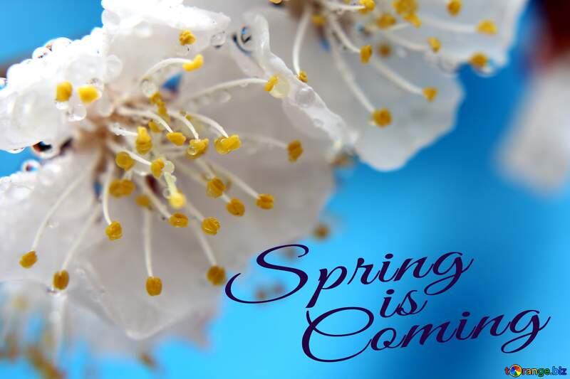 Spring macro Spring is coming №29890