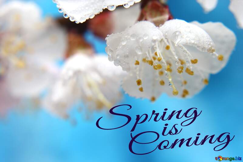 Spring wallpapers for desktop Spring is coming №29885
