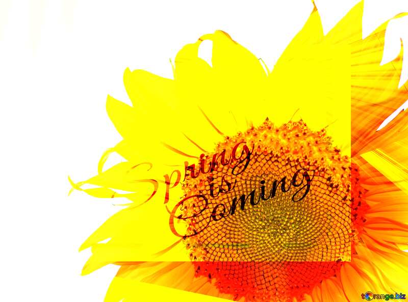 White background with flower in the corner template card frame with inscription Spring is Coming №32782