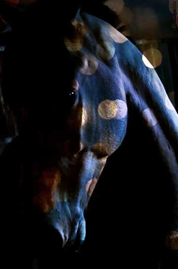 FX №176610 Blue Horse in the dark background