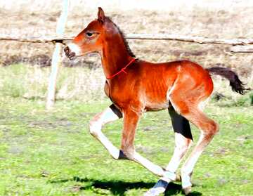 FX №176741 Foal 