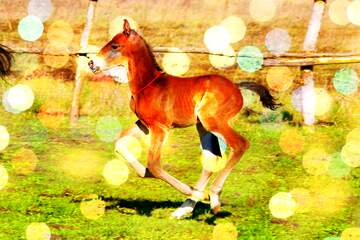 FX №176761  Funny horse Foal