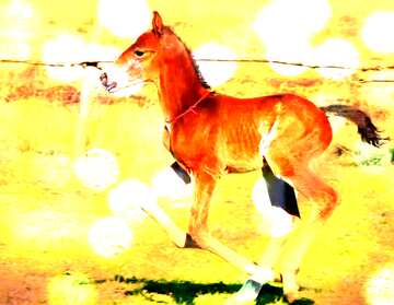 FX №176745  Funny horse Foal on Bokeh lights background    
