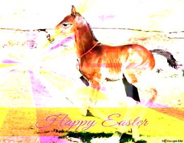 FX №176755  Funny horse Foal on Card with Happy Easter write text on Colors rays background