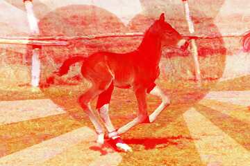 FX №176760  Funny horse Foal  Card Heart