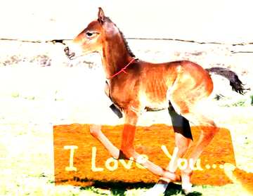 FX №176751  Funny horse Foal card  with text I love you