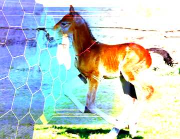 FX №176744  Funny horse Foal Tech business information concept image for presentation