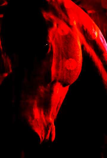 FX №176609 Horse in the red