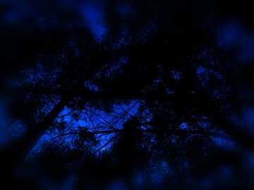 FX №176093 Night in the forest Blue sky