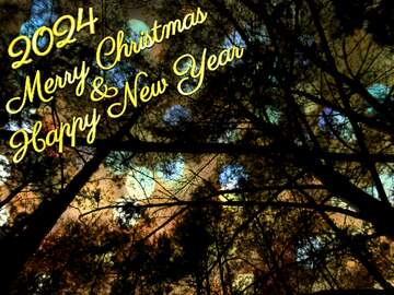 FX №176098 Night in the forest Merry Christmas background