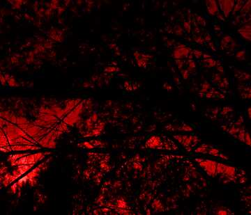 FX №176092 Night in the forest red sky