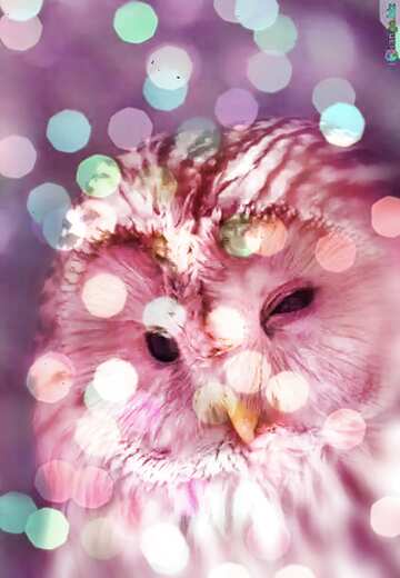 FX №176642 Owl  blurred  card background    