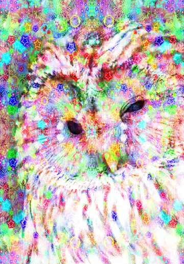 FX №176635 Owl card Celebratory background    