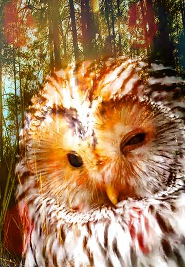 FX №176651 Owl overlay forest