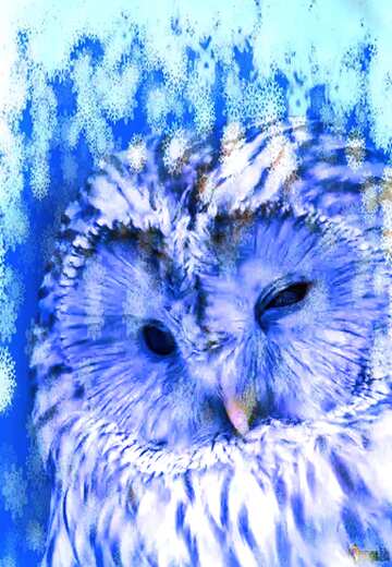 FX №176636 Owl on winter blue background