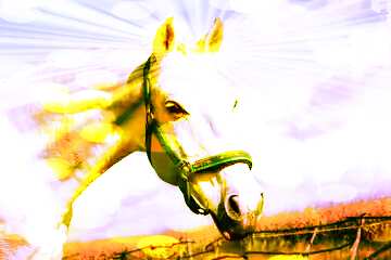 FX №176034 White Horse
