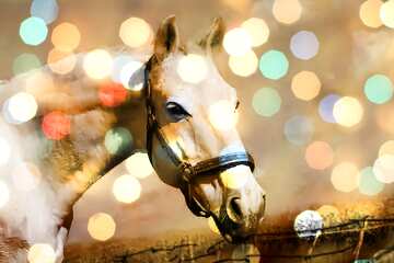 FX №176023 White Horse overlay bokeh background