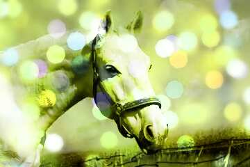FX №176017 White Horse overlay bokeh lights