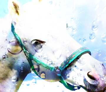 FX №176031 White Horse portrait with water Drops