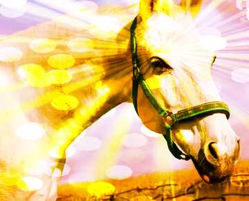 FX №176041 White Horse with Rays of sunlight