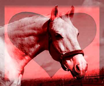 FX №176020 White Horse in Red heart frame