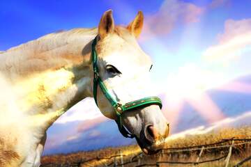 FX №176033 White Horse  on Sunset