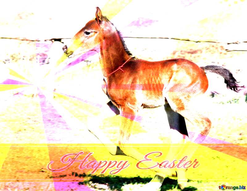  Funny horse Foal on Card with Happy Easter write text on Colors rays background №3386