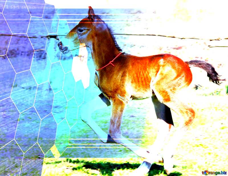  Funny horse Foal Tech business information concept image for presentation №3386