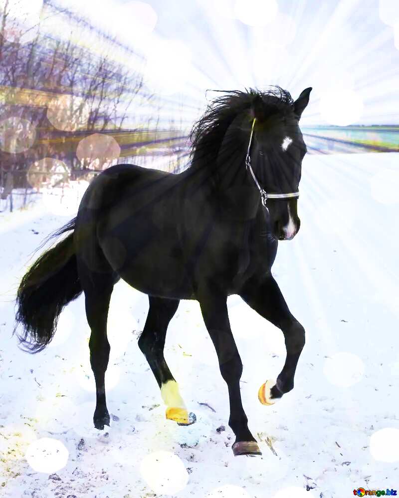 Horse winter banner background №18197