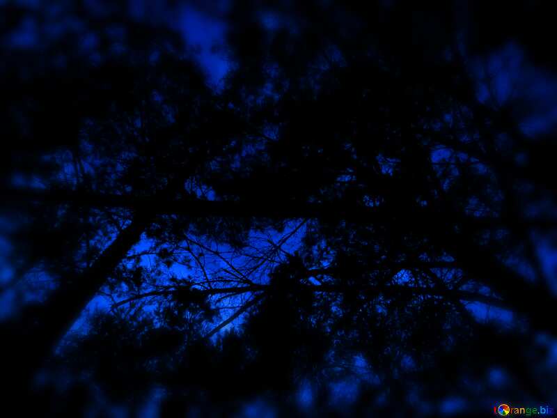 Night in the forest Blue sky №24807