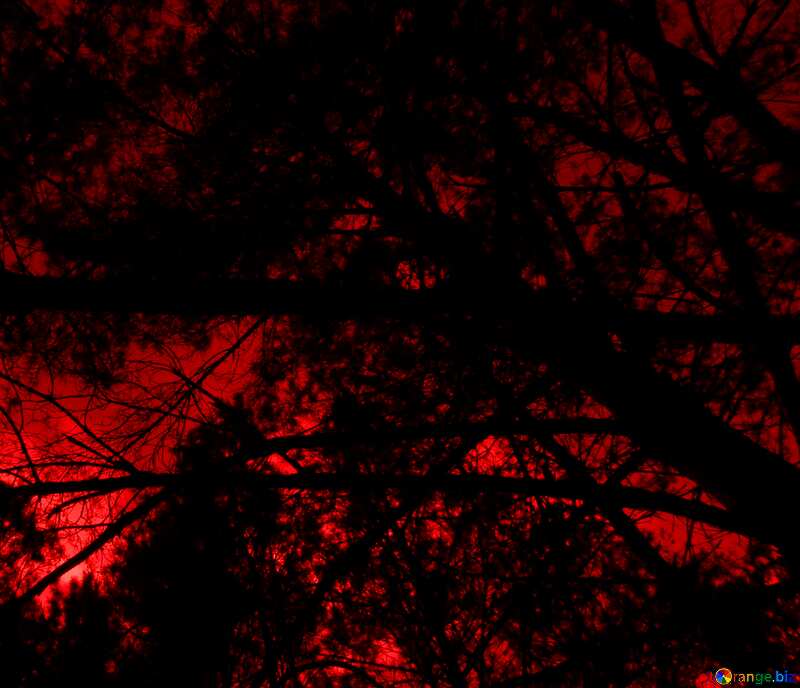 Night in the forest red sky №24807
