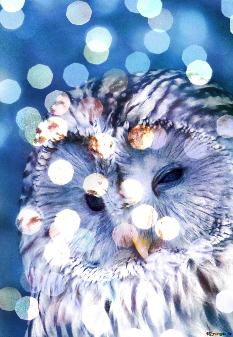 Owl  №45217