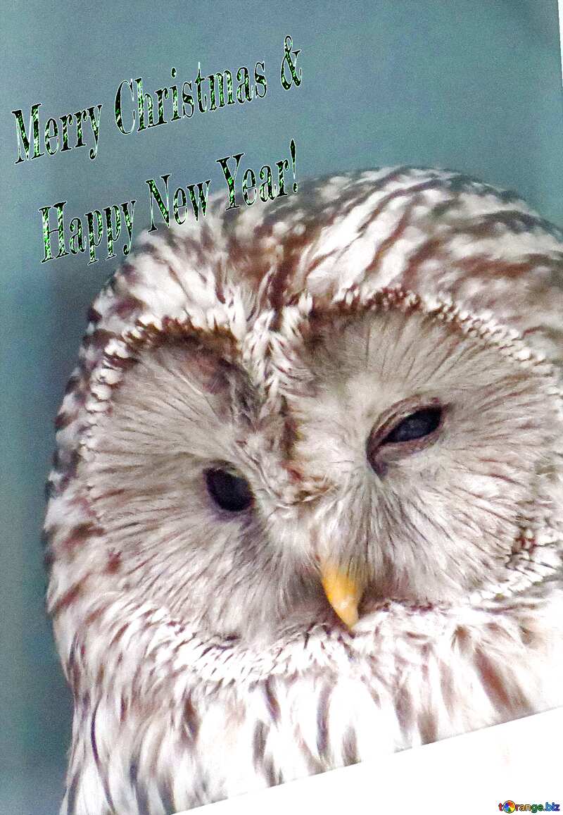Owl Beautiful inscription Merry Christmas and Happy New Year! №45217