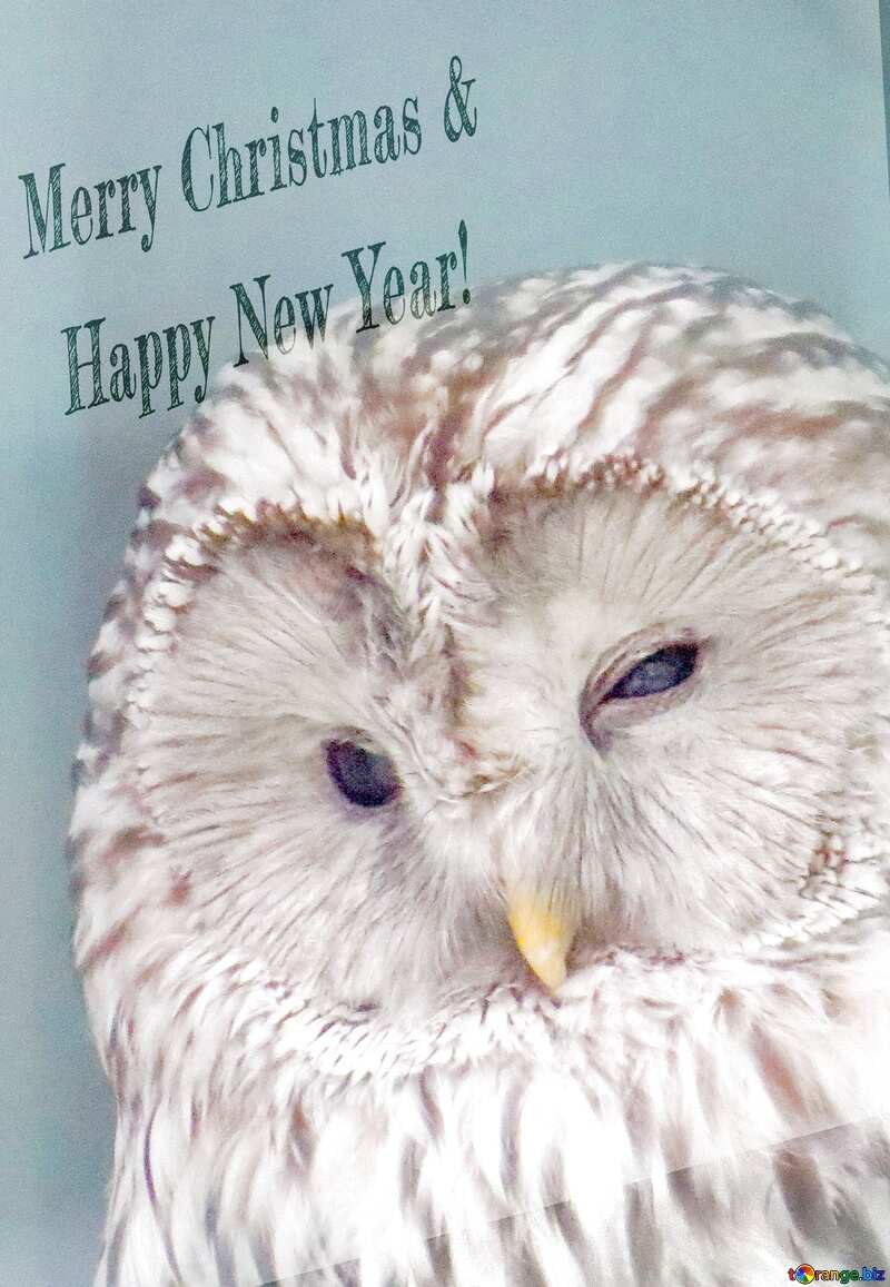 Owl  Beautiful inscription Merry Christmas and Happy New Year! №45217