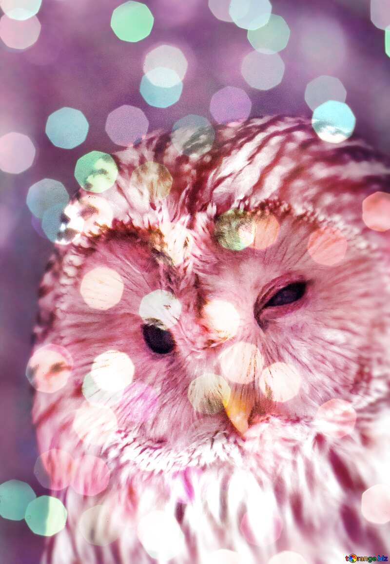 Owl  blurred  card background     №45217