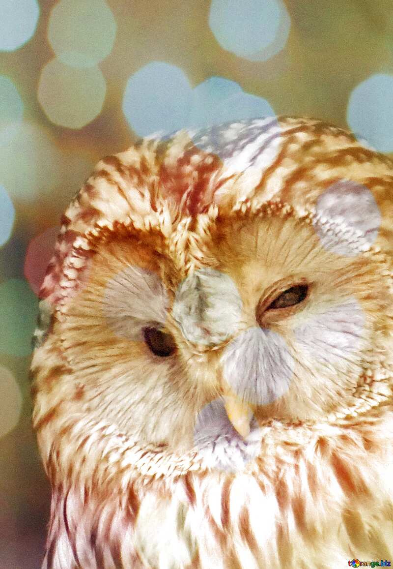 Owl  Bokeh background     №45217