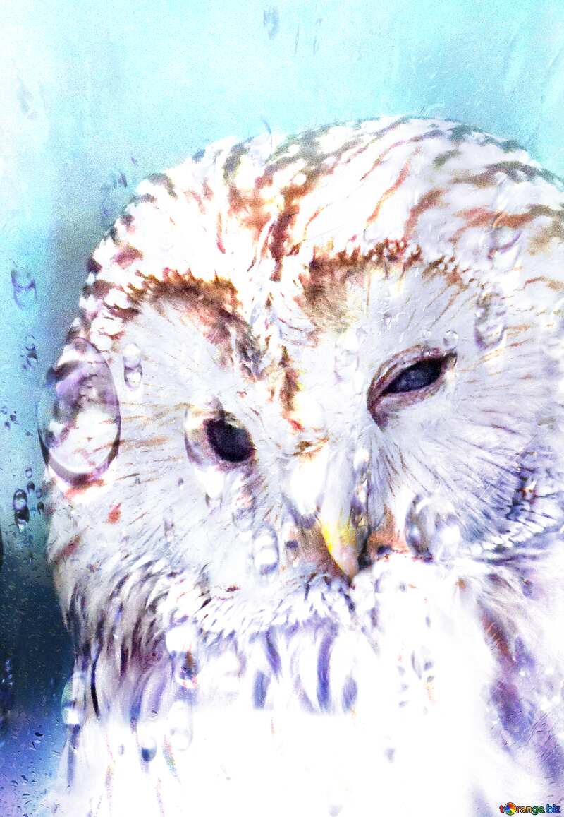 Owl overlay Drops of rain on glass №45217