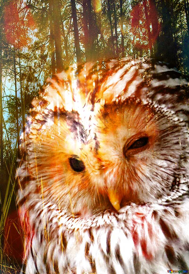 Owl overlay forest №45217