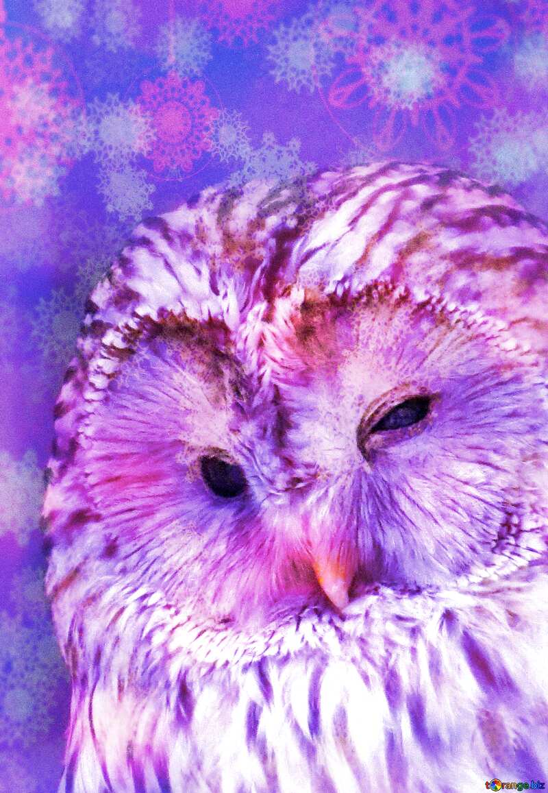 Owl overlay Snowflakes №45217