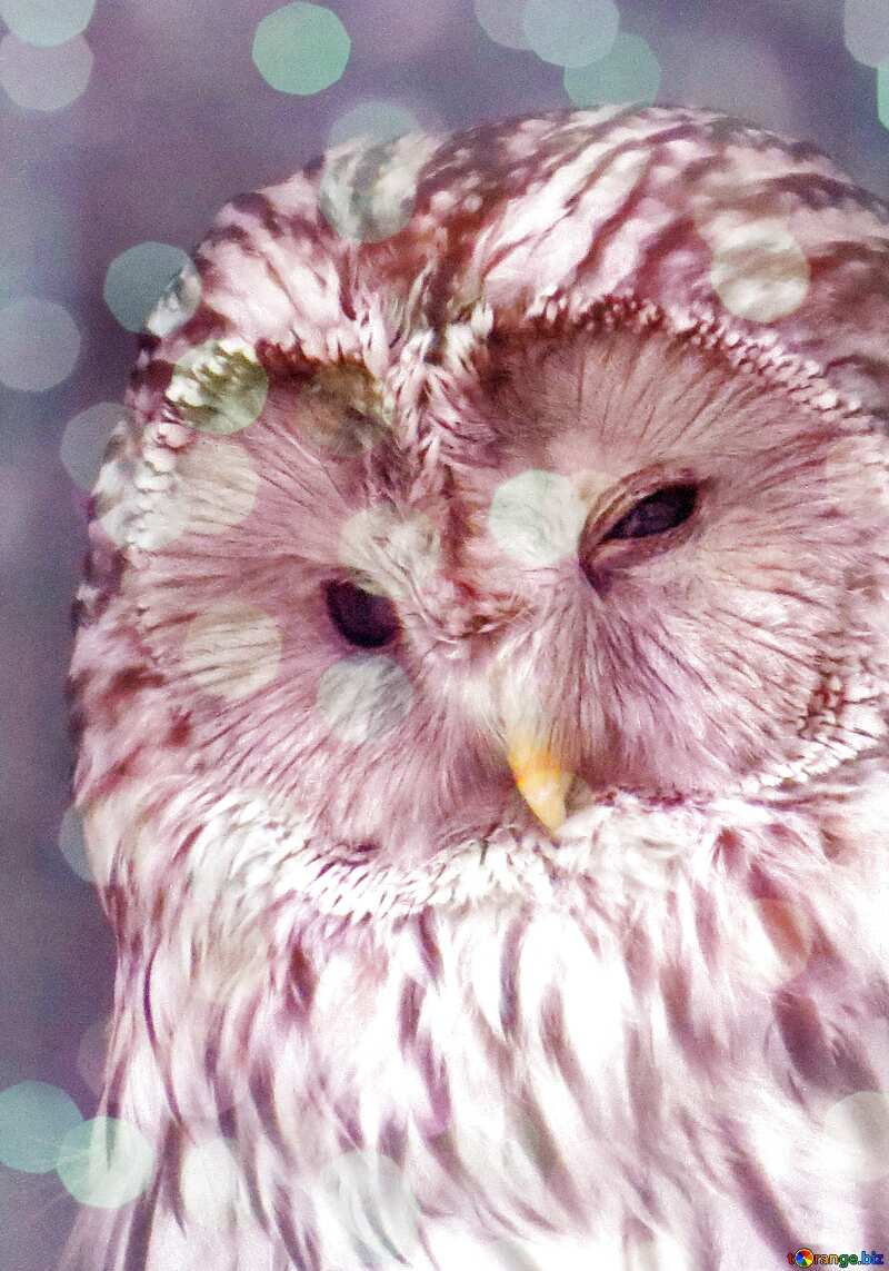 Owl  Pink bokeh background     №45217