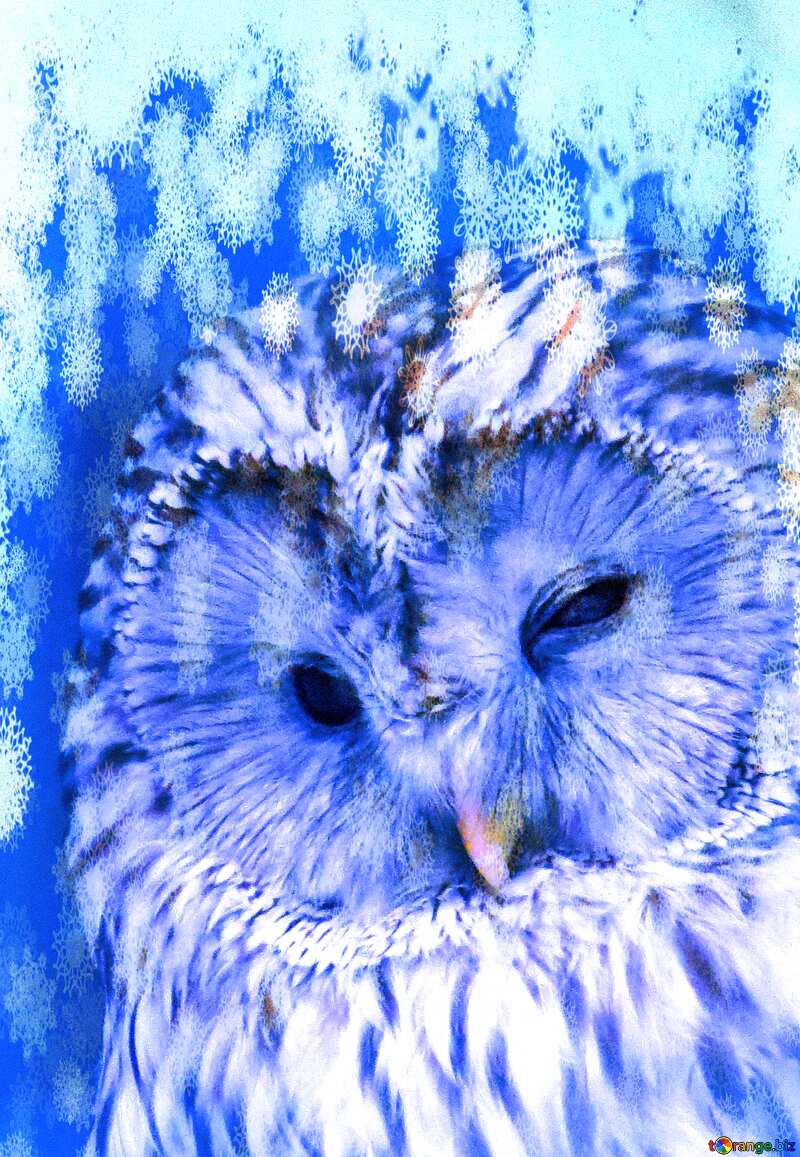 Owl on winter blue background №45217