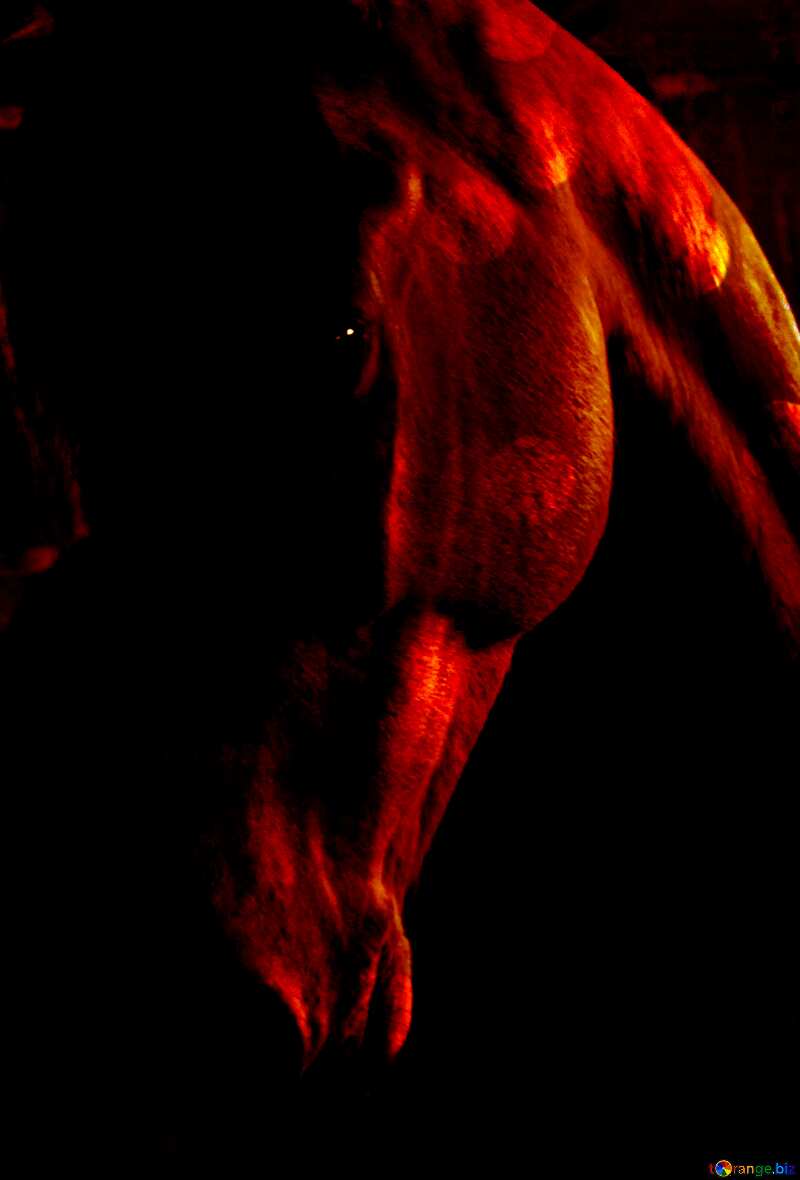 Red Horse in the dark     №12810