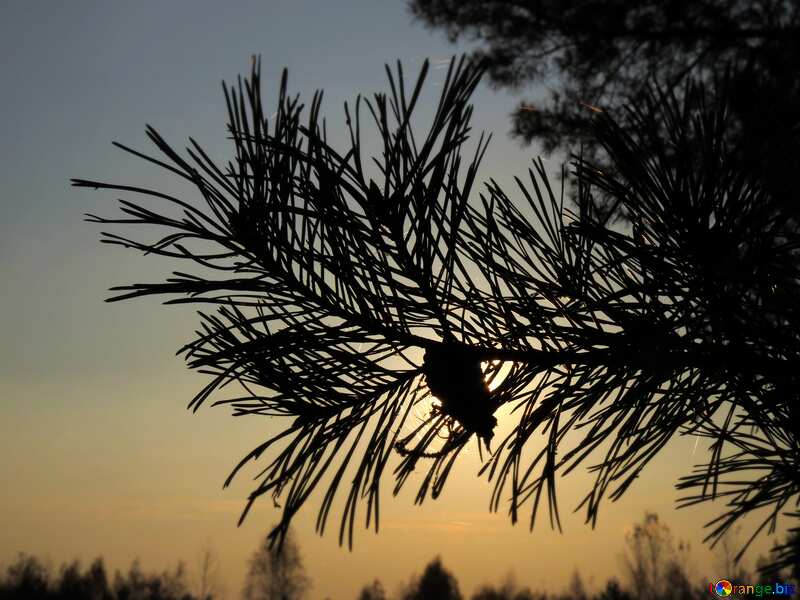 Sunset in the forest pine tree silhouette  №24746