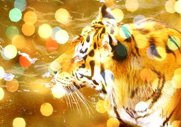 FX №177605  Beautiful tiger Bokeh Lights Background