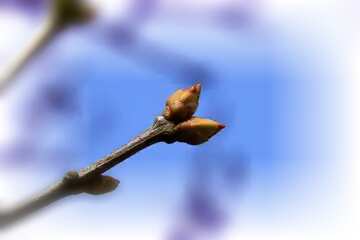 FX №177865  The buds on branch Spring