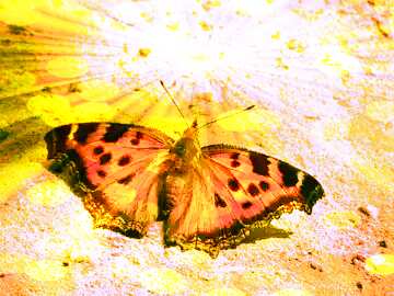 FX №177450 Butterfly background
